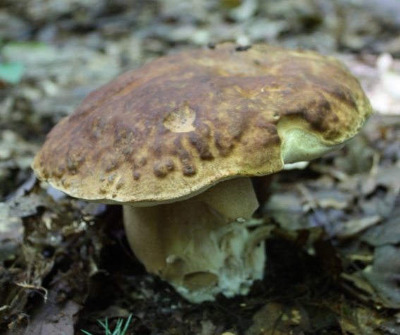 Boletus edulis?
